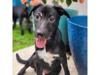 Adopt Aiden a Mixed Breed