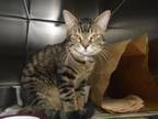 Adopt Naboo a Domestic Short Hair