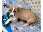 Adopt Tweeter a Boxer, Pit Bull Terrier