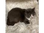 Adopt Willy a Domestic Short Hair