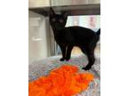 Adopt Sandpiper a Domestic Short Hair