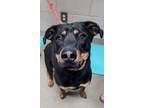 Adopt Russell a Rottweiler, Mixed Breed