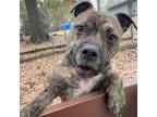 Adopt Bruno a Pit Bull Terrier, Mixed Breed
