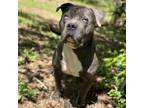 Adopt Stephen a American Staffordshire Terrier