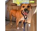 Adopt Kyle a American Staffordshire Terrier
