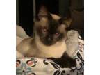 Adopt Marcus a Siamese