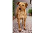 Adopt Hugo a Labrador Retriever, Mixed Breed