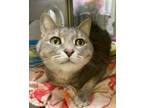 Adopt Jacob a Domestic Short Hair