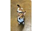 Adopt Russ DD a Jack Russell Terrier