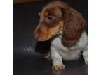 Dachshund Puppy for sale in Pawhuska, OK, USA