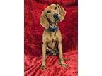 Adopt Findlay a Redbone Coonhound
