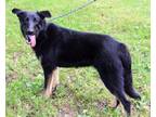 Adopt PUPPY BROCK a German Shepherd Dog