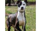Adopt Freckles a Mixed Breed