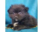 Mutt Puppy for sale in Avon, IL, USA