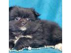 Mutt Puppy for sale in Avon, IL, USA