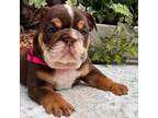 Bulldog Puppy for sale in Port Saint Lucie, FL, USA