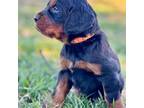 Gordon Setter Puppy for sale in Max Meadows, VA, USA