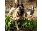 Adopt Freddie a Norwegian Elkhound