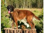 Adopt Duke a Coonhound