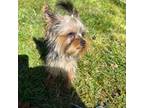 Yorkshire Terrier Puppy for sale in Citrus Heights, CA, USA