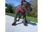 Cane Corso Puppy for sale in Oxford, PA, USA