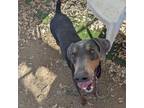 Adopt Othello a Doberman Pinscher