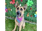 Adopt Storm a German Shepherd Dog