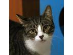 Adopt Five Is Right Out a Domestic Short Hair
