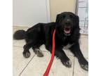 Adopt Oso/ITF a Black Labrador Retriever
