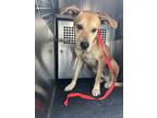 Adopt BART a Labrador Retriever, Mixed Breed