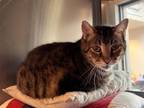 Adopt Bubba a American Shorthair, Domestic Short Hair