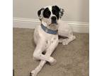 Adopt Billy a Catahoula Leopard Dog, Labrador Retriever