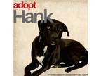 Adopt Hank Williams Jr. a Labrador Retriever, Husky