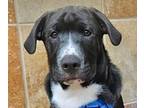 Adopt Rudy (HH) a Border Collie, Labrador Retriever