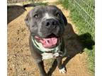 Adopt Zack a Pit Bull Terrier, Mixed Breed