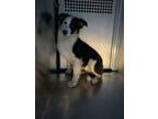 Adopt Brad a Collie, Mixed Breed