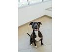 Adopt Kimothy a Pit Bull Terrier, Mixed Breed