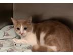 Adopt Canelo a Domestic Short Hair