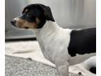 Adopt Pablo a Rat Terrier, Mixed Breed