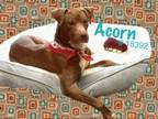 Adopt Acorn a Pit Bull Terrier
