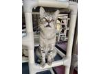 Adopt PHANTOM a Domestic Short Hair