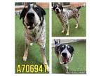 Adopt GIRO a Australian Cattle Dog / Blue Heeler