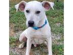 Adopt Deeks P43674 a Mixed Breed