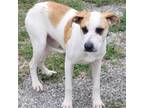 Adopt Dexter P43675 a Mixed Breed