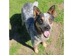 Adopt Chase a Australian Cattle Dog / Blue Heeler, Mixed Breed