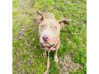 Adopt Bollinger a Mixed Breed