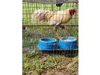 Adopt Rooster a Chicken