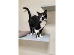 Adopt Alfie a Domestic Short Hair