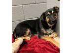 Adopt Gunter a Rottweiler