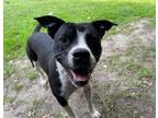 Adopt BUSTER a Staffordshire Bull Terrier